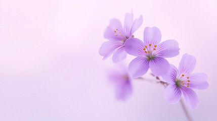 Fototapeta premium Delicate purple flowers with soft petals and vibrant stamens against a gentle pastel background showcasing floral beauty and tranquility concept