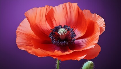 Hintergrund Klatschmohn