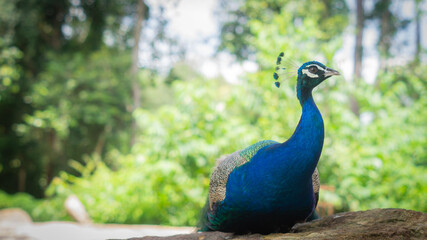A male peacock is lying on a rock with his neck raised and looking to the side, the background is a bright and lush forest. Beautiful wildlife concept.