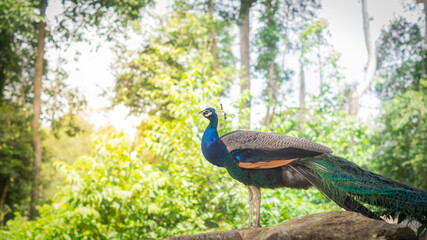 A male peacock stands sideways on a rock and stares ahead with his tail tucked in, against a bright and lush forest background. Beautiful wildlife concept.
