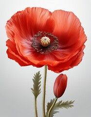 Hintergrund Klatschmohn