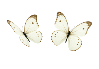 Two butterflies monarch and morpho isolated on transparent background