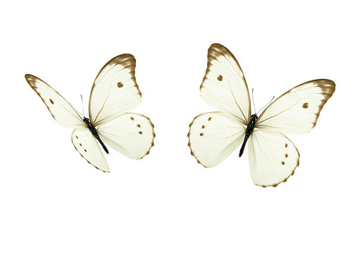 Fototapeta Two butterflies monarch and morpho isolated on transparent background
