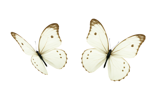 Two butterflies monarch and morpho isolated on transparent background - Powered by Adobe