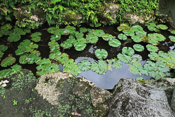 日本、奈良、當麻寺、蓮、夏、浄土庭園、綠葉、寺院、佛寺、佛教、佛像、木造建築、古代建築、庭園、木、文化財、日本文化、歷史名勝、綠色、風景、青空、初夏、写真素材