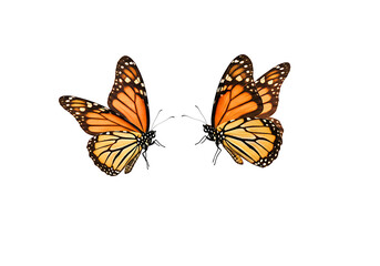 Obraz premium Two butterflies monarch and morpho isolated on transparent background