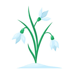 Snowdrops isolated on white background. Spring flowers. Isolated vector illustration.