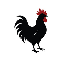 rooster isolated on white background