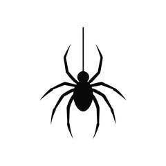 spider on white background