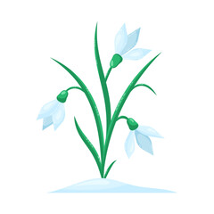 Snowdrops isolated on white background. Spring flowers. Isolated vector illustration.