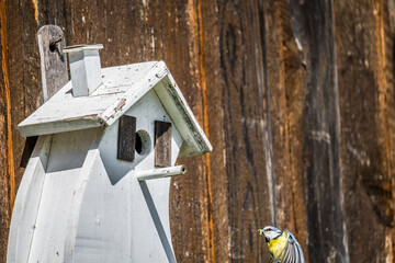 Blue tit bird and a white wooden birdhouse in spring in Bavaria, Germany
