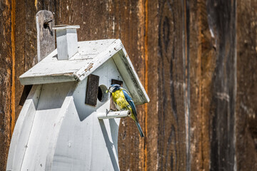 Blue tit bird and a white wooden birdhouse in spring in Bavaria, Germany