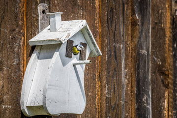 Blue tit bird and a white wooden birdhouse in spring in Bavaria, Germany