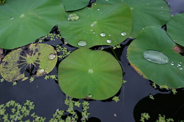 日本、奈良、當麻寺、蓮、夏、浄土庭園、綠葉、寺院、佛寺、佛教、木造建築、古代建築、庭園、木、文化財、日本文化、歷史名勝、綠色、風景、青空、初夏、写真素材	
