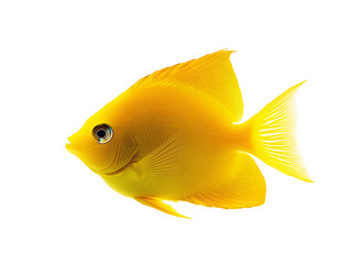 a yellow fish with a large pointy tail