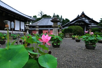 日本、奈良、當麻寺、蓮、夏、浄土庭園、綠葉、寺院、佛寺、佛教、木造建築、古代建築、庭園、木、文化財、日本文化、歷史名勝、綠色、風景、青空、初夏、写真素材	
