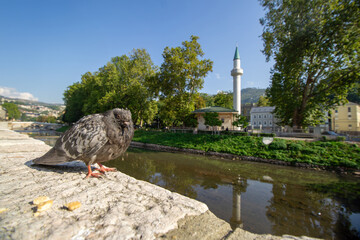 Pigeon perched near the river with mosque in Sarajevo and greenery in the background on a sunny day