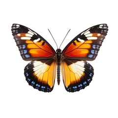 Fototapeta premium Vibrant butterfly, detailed wings
