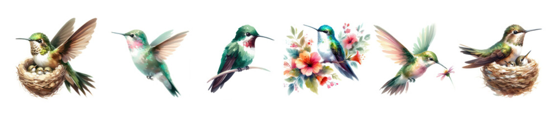 Obraz premium Hummingbird art A watercolor flight