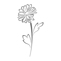 Flowers Vector isolate element. Black and white line art. Vector flowers and leaves, black and white graphics