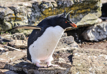 Southern Rockhopper Penguin (Eudyptes chrysocome), Kidney Cove, Falkland Islands, South Atlantic