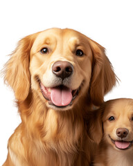 Element Isolated Transparent Two happy golden retrievers posing together, showcasing their friendly and joyful nature.