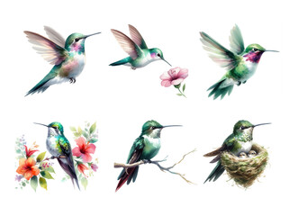 Obraz premium Whimsical hummingbird watercolor studies composition