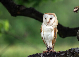 Closeup of a Barn owl, England
