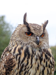 Closeup of Eurasian Eagle-owl, England
