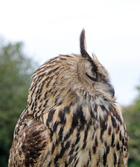 Closeup of profile of Eurasian Eagle-owl with eyes closed, England
