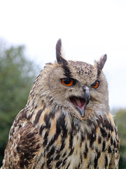 Closeup of Eurasian Eagle-owl with open beak, England
