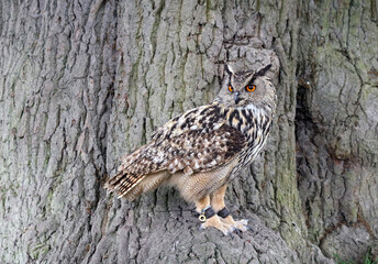 Eurasian Eagle-owl perched on a tree trunk, England
