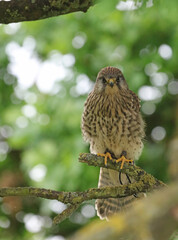 Young Kestrel on watching viewer, England
