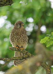 Young Kestrel perched on tree branch, England
