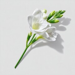 Fototapeta premium A single white freesia flower with green stem, lying on a surface, side view with a slight top-down angle, ultra-realistic photo, sharp focus, high resolution, pure white petals.