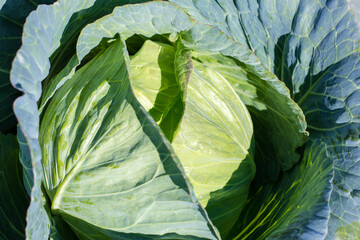 head of cabbage