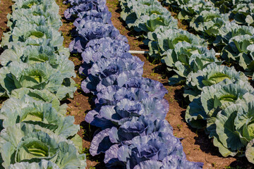 green cabbage field,Background,Texture,Nature,Object,Flowers,Leaves,Wallpaper,Free...