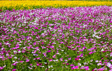 field of purple and yellow flowers