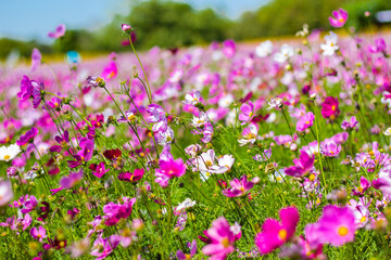 purple flowers in the field