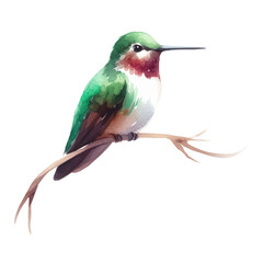 Obraz premium Watercolor hummingbird perched on branch