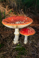 Amanita muscaria (Fly agaric) mushroom in Sao Francisco de Paula, South of Brazil