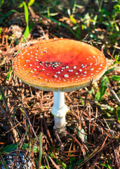 Amanita muscaria (Fly agaric) mushroom in Sao Francisco de Paula, South of Brazil