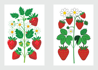 Strawberry Plant Vector Illustrations With White Daisies And Green Leaves