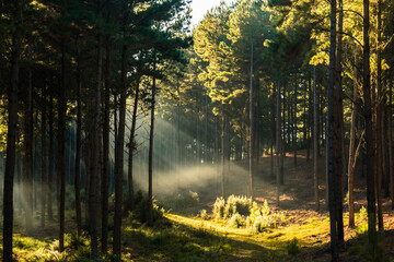 Pine forest with sun rays shining through trees in Sao Francisco de Paula, South of Brazil