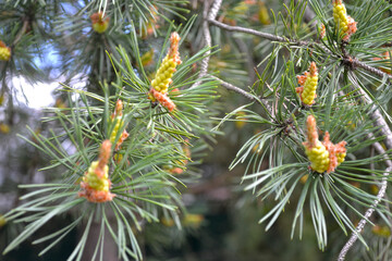young cones in spring on pine branches