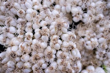 Traditional spice garlic bulbs are fresh vegetables commonly found in Thailand market adding flavor and aroma to many dishes