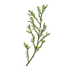 Detailed illustration of a sprig of greenery