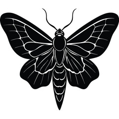 Elegant Black and White Moth Illustration  A Detailed Vector Graphic