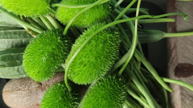 Spiny gourd or spine gourd also known as bristly balsma pear, prickly carolaho isolated on white background. assamese bhat kerela