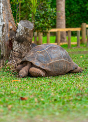 A giant tortoise resting with its shell against the base of a tree in a grassy area